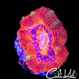 STRIPED ACAN LORD