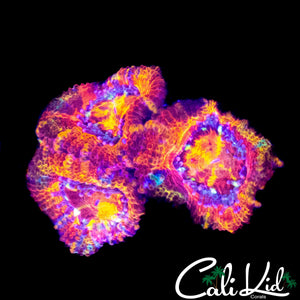 INSANE RAINBOW ACAN TRIPLE