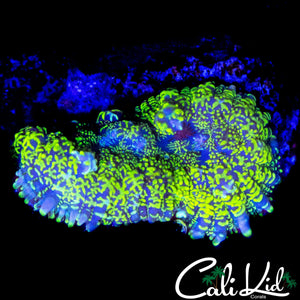 SPITTING MASTER RHODACTIS