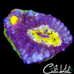 SOLOMAN ISLAND RAINBOW CHALICE