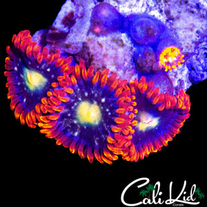 ULTRA ZOA MINI COLONY