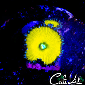 CK SOLAR DEITY DOUBLE