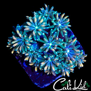 CK KALEIDOSCOPE GALAXIA