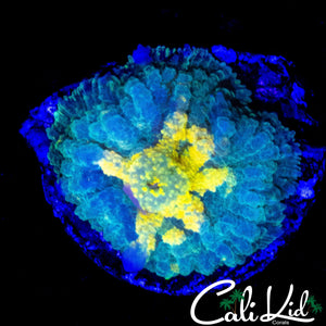 SOUR APPLE RHODACTIS