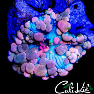 BUBBLY NEPTUNE BOUNCE SHROOM