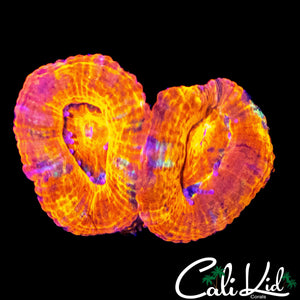ULTRA ACAN DOUBLE