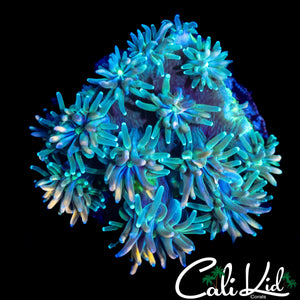 CK KALEIDOSCOPE GALAXIA