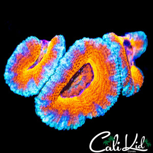 POWDER BLUE ACAN TRIPLE