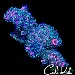 BI COLOR MILLI CHUNK