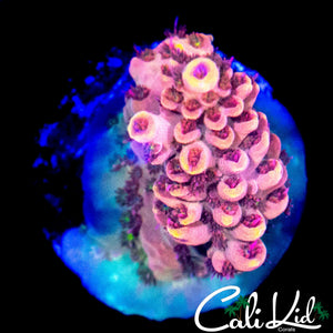 CK UNRELEASED RAINBOW ACRO