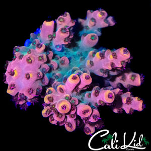 CK UNRELEASED RAINBOW ACRO