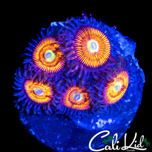 ULTRA ZOA MINI COLONY
