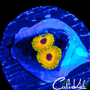 GREAT OWL ZOA DOUBLE