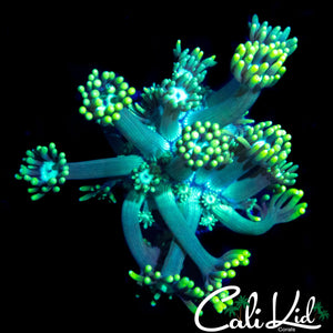 ULTRA LEMON LIME GONI