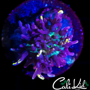 CB MAGIC CARPET MUSHROOM