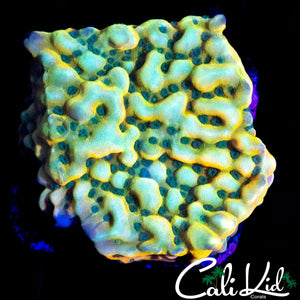 RAINBOW PHOENIX MONTI CHUNK