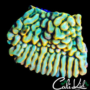 RAINBOW PHOENIX MONTI CHUNK