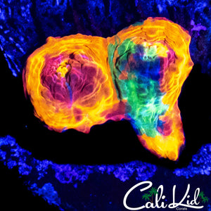 TINY INSANE RAINBOW CHALICE FRAG