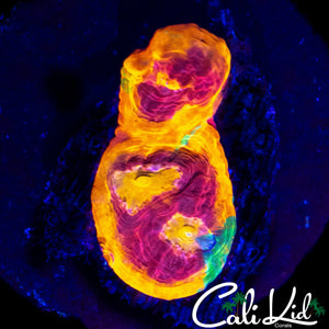 BEAUTIFUL RAINBOW CHALICE FRAG