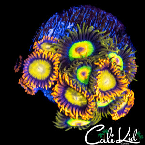 COOL ASSORTED ZOA MINI COLONY