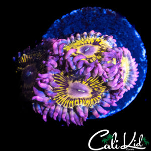 STRATOCASTER TYPE ZOA QUAD