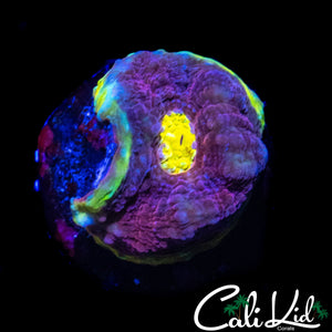 SOLOMAN ISLAND RAINBOW CHALICE FRAG