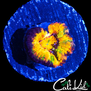 CK BUBBLE YUM ACAN
