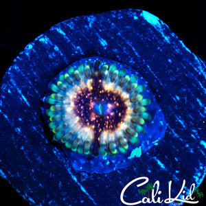 CK UNRELEASED ZOA