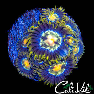 ULTRA ZOA MINI COLONY