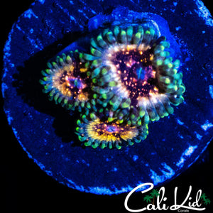 CK UNRELEASED ZOA TRIPLE