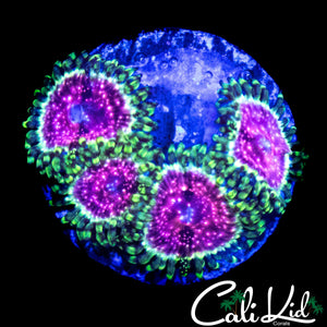 STRAWBERRY WINE ZOA QUAD