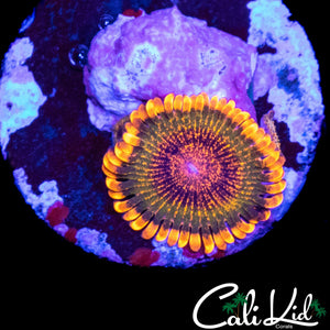 SPECKLED KRAK W/ BABIES