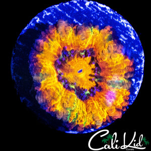 CK BUBBLE YUM ACAN