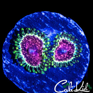 STRAWBERRY WINE ZOA DOUBLE