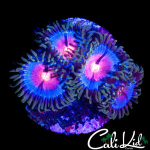 MIAMI VICE ZOA QUAD