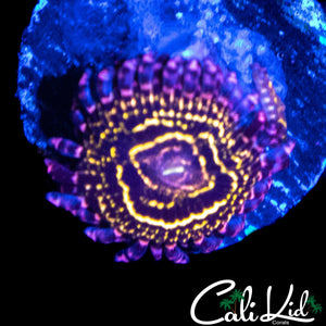 XL STRATOSPEHERE ZOA