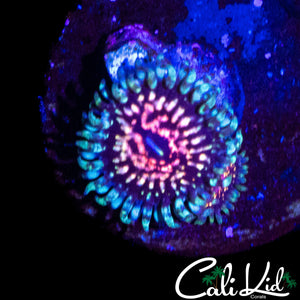 CK ULTIMATE PINK SPACE MONSTER DOUBLE