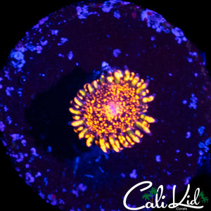 DAY GLO VOLCANO ZOA