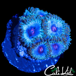 ULTRA ZOA MINI COLONY
