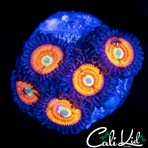 ULTRA ZOA MINI COLONY