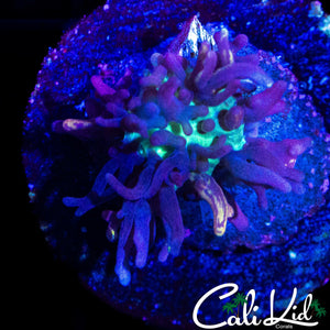 CB MAGIC CARPET MUSHROOM