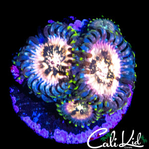 SOUR PUNCH ZOA MINI COLONY
