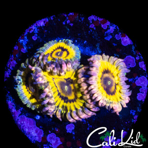 STRATOCASTER TYPE ZOA QUAD