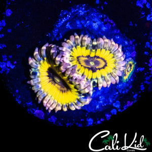 STRATOCASTER TYPE ZOA TRIPLE