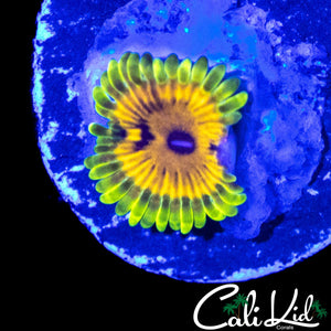 BIG BIRD AND KERMIT ZOA