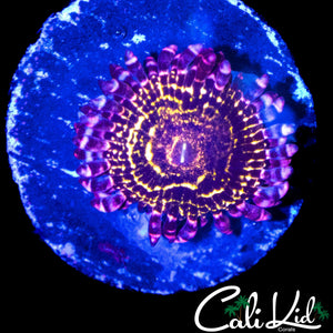 XL STRATOSPEHERE ZOA