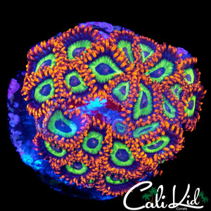 FRUIT LOOPS ZOA MINI COLONY