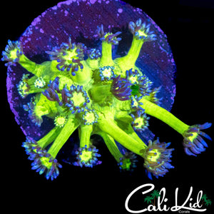 SUPER BRIGHT NAKED GONI