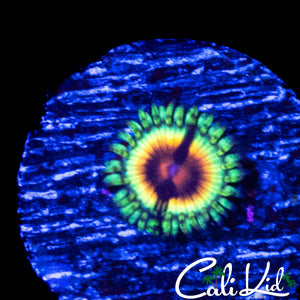 JF BLOODSHOT ZOA