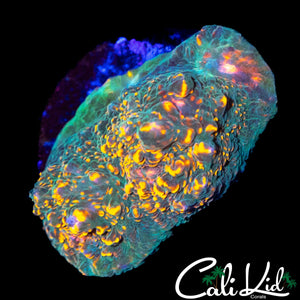 ULTRA CHALICE FRAG